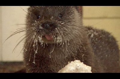 Каждое утро мужчина приходит к полынье 