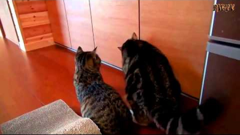 Кошка напрасно позвала кота 