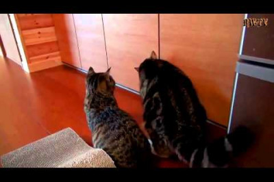 Кошка напрасно позвала кота 