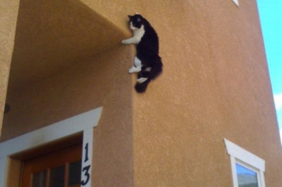 Кот ассасин