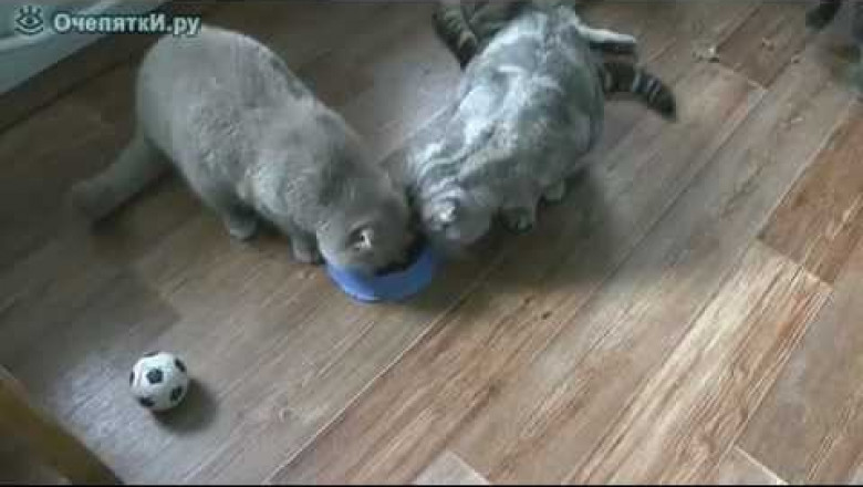 Коты никак не поделят еду