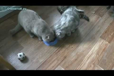 Коты никак не поделят еду