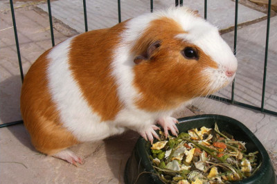 Морская свинка