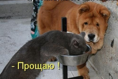 Наглые животные