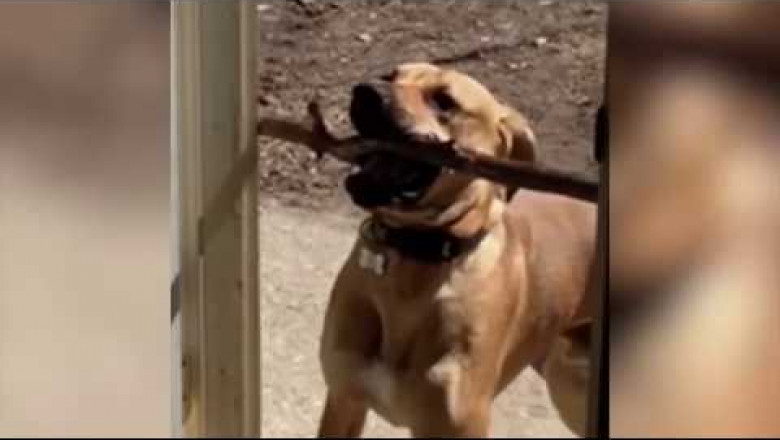 Смешные фейлы с детьми и животными