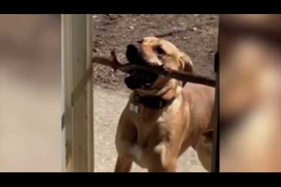 Смешные фейлы с детьми и животными