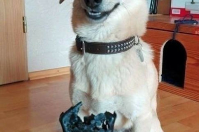 Собака погрызла пульт