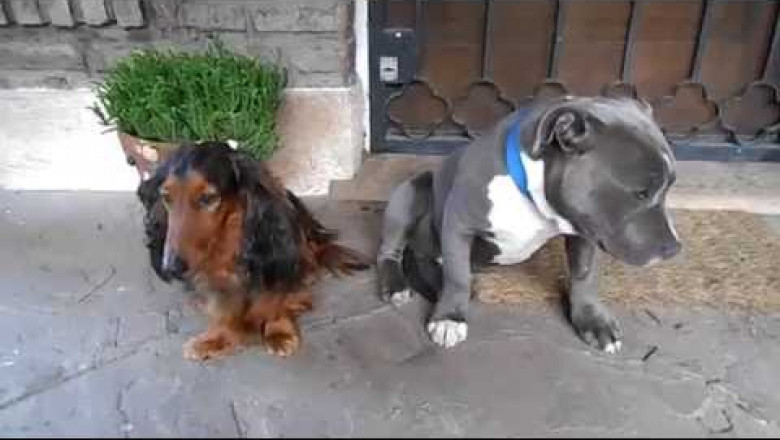 Собаке стыдно за то, что она погрызла тапок