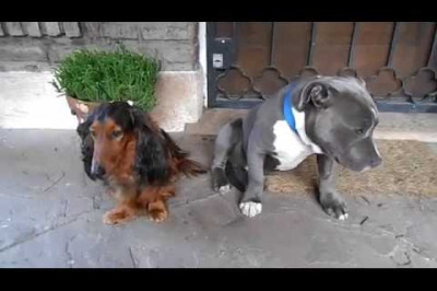 Собаке стыдно за то, что она погрызла тапок