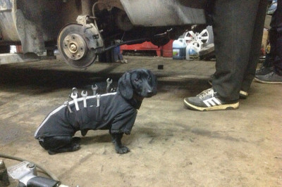 Животные помощники