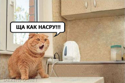 Даешь каждому коту по ботинку!