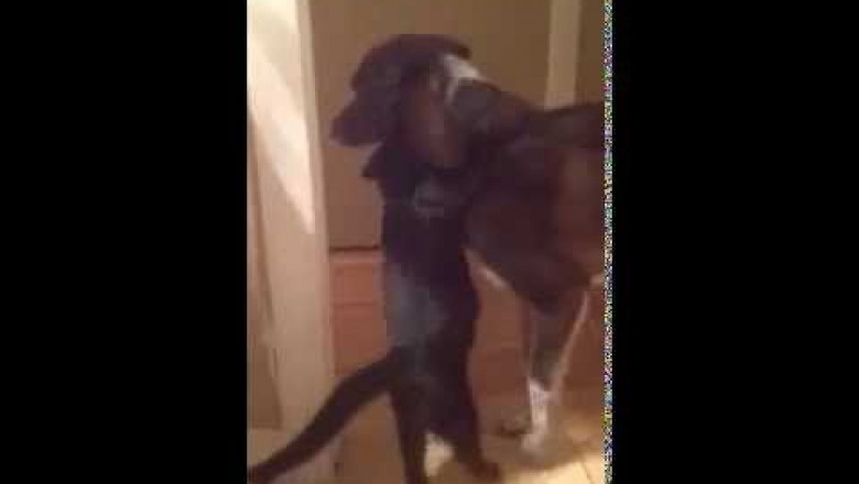 Как кошка встречала собаку .