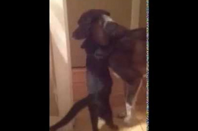 Как кошка встречала собаку .