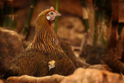 Наседка ты моя любимая