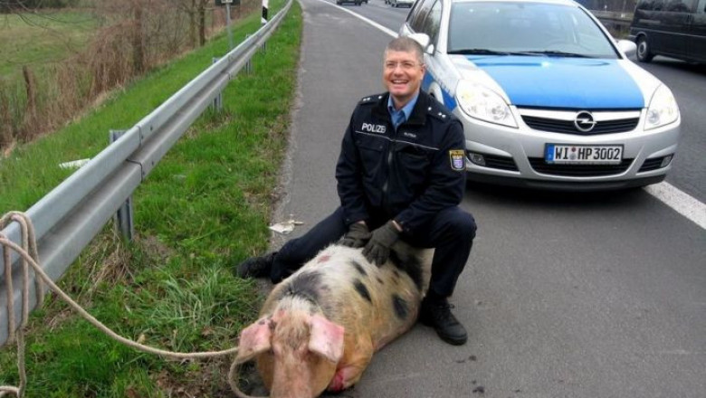 Полиция и животные