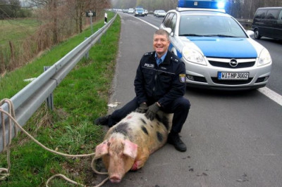 Полиция и животные