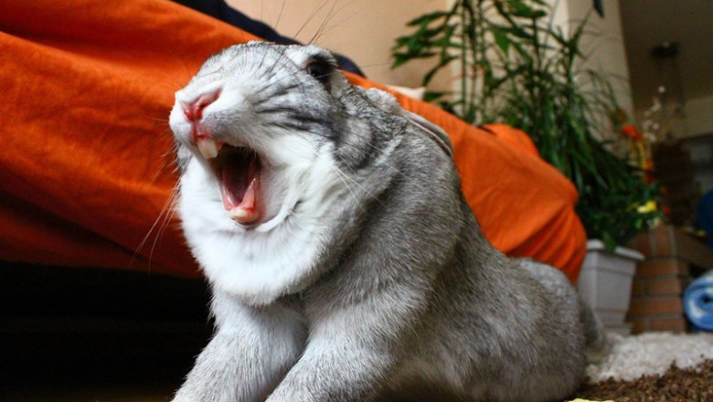 Зевающие кролики 