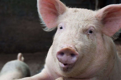 Добрый дедушка