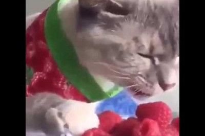 Кот гурман ест малину