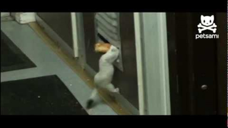 Невезение хорька 