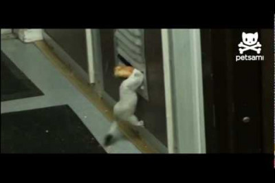 Невезение хорька 