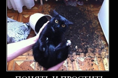 Понять и простить