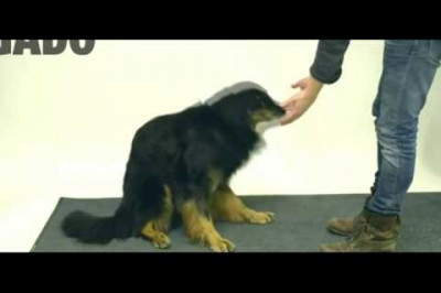 Реакция собак на ловкость рук .