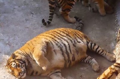 Сравнение тигра и котов