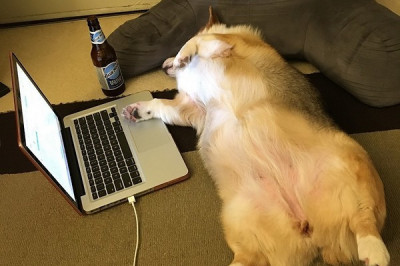 Весёлая подборка с живностью 