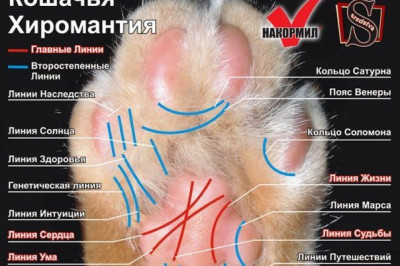 Гадание по линиям на руке