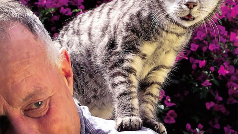 Коты с необычным окрасом 