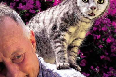 Коты с необычным окрасом 