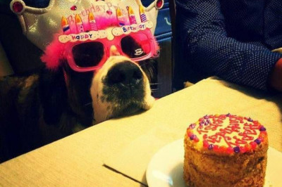 Собачки - симпомпончики  