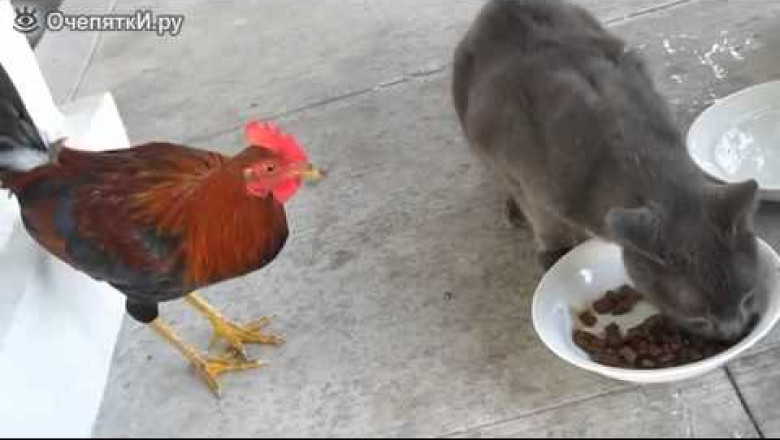 Совместная трапеза