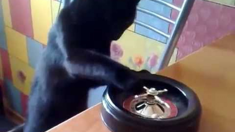 Усатый и азартный