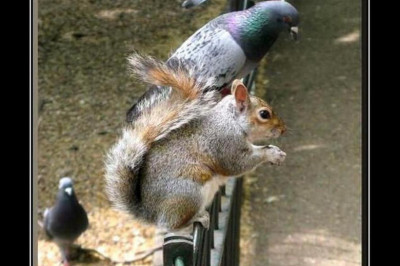 Белочка в гостях у голубя