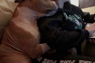 Питбуль благодарен за спасение 