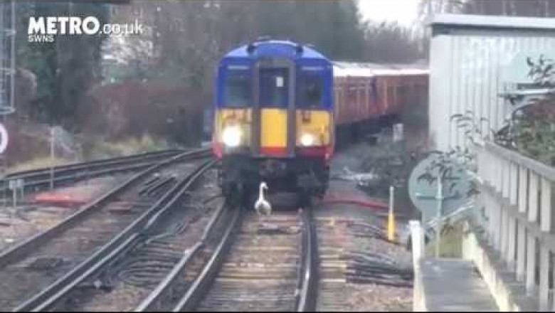 Поезд ехал за лебедем три километра 