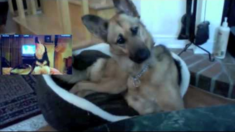 Реакция овчарки на " разговор " хаски 