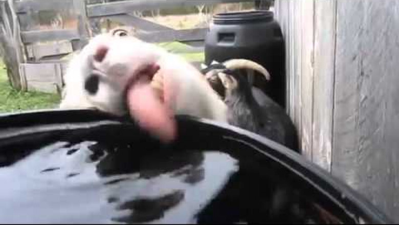 Рогатый водохлеб