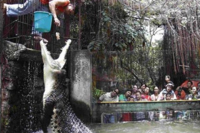 Такие разные животные 