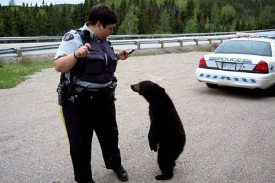 Встреча полиции и животных