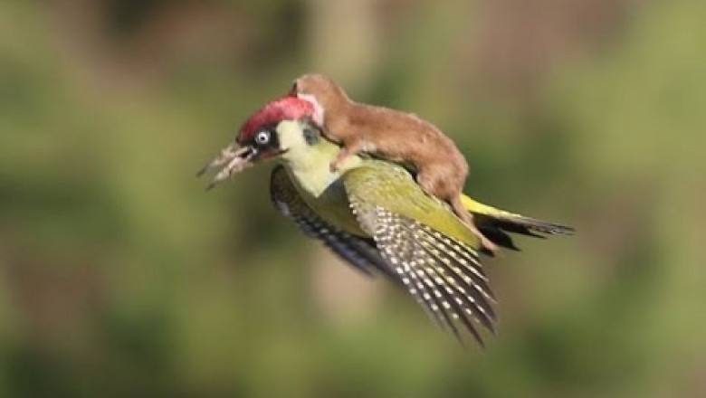 Животные тоже совершают поступки 