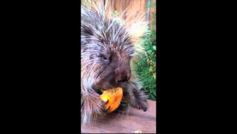 Дикообраз - говорун 