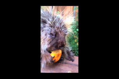 Дикообраз - говорун 