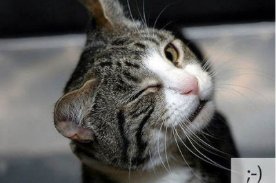 Испугались все, кроме кота