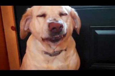 Кто съел корм ?