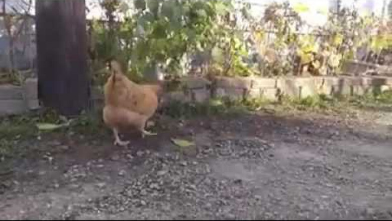 Курица отобрала у кошки добычу