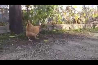 Курица отобрала у кошки добычу