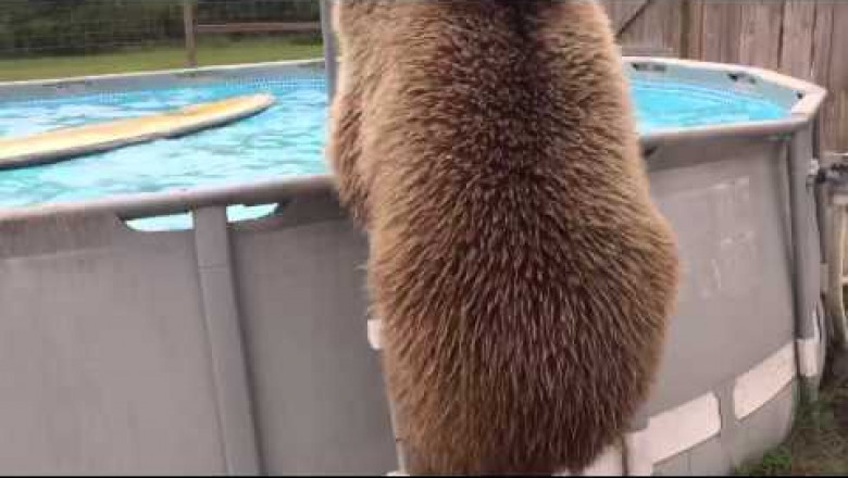 Мишка решил попрыгать в бассейне 